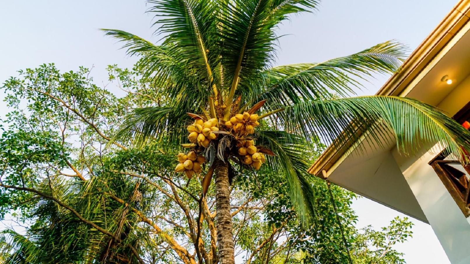 タマリンド Casa Tropical - Fabulous Tropical Houseヴィラ エクステリア 写真